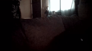 tony_foxx1 animated gif teaser