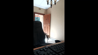 elvatocum animated gif teaser