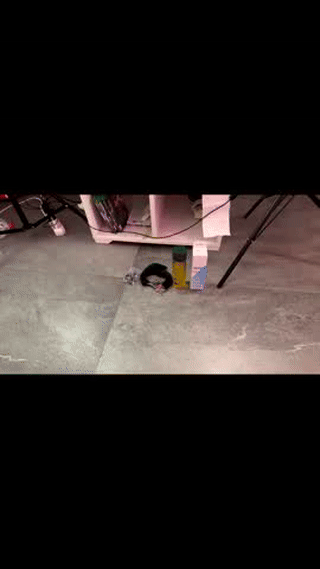 lu_vale animated gif teaser
