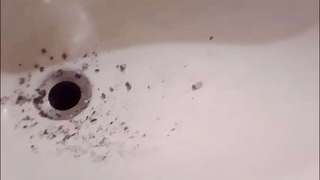 suggabrown_ animated gif teaser