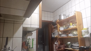 rexmotion animated gif teaser