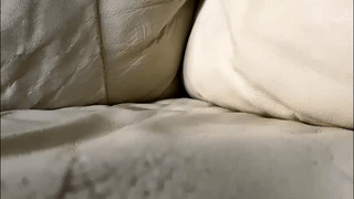 bigfuckincock38 animated gif teaser