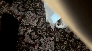 chubschadwell animated gif teaser