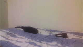 freedom_24 animated gif teaser