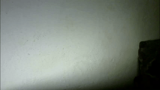mr_foxxy animated gif teaser
