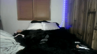 kittyloffe animated gif teaser