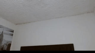austin_falcon animated gif teaser