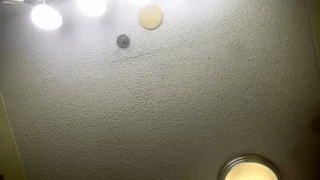 floridabearx animated gif teaser