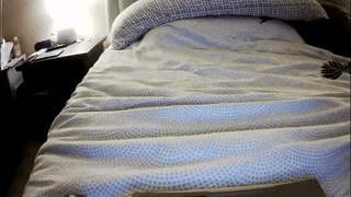 marafreddrick animated gif teaser
