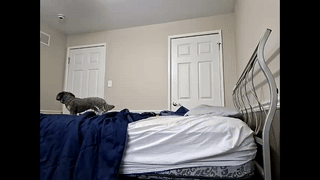 rokco_ animated gif teaser