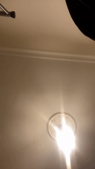 tigerniko animated gif teaser