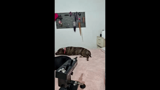 dave_dana animated gif teaser
