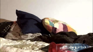 alexxone_ animated gif teaser