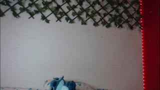 sofivolkova animated gif teaser
