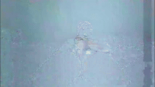 showoffnyc animated gif teaser
