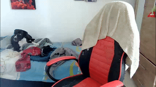 hazelhartshorn animated gif teaser