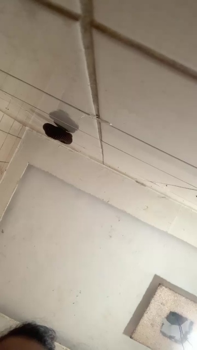 natysapequinha's Profile